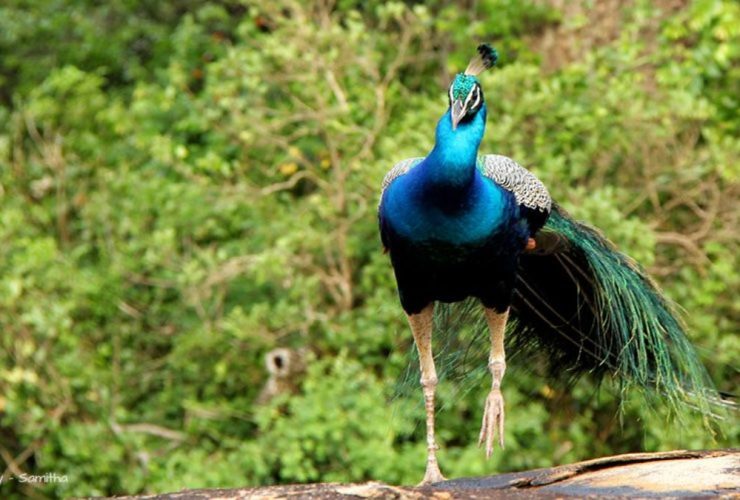 Sri Lanka Animals