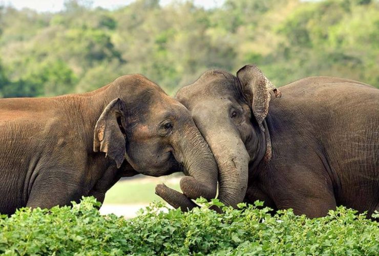 Sri Lanka Elephant
