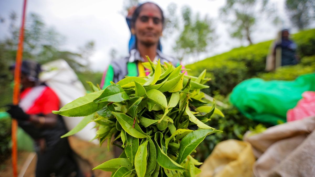 Discover the Best Tea Plantations in Sri Lanka