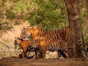Top 6 Wild Animals of Sri Lanka